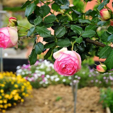 Le Rose Villa San Biagio della Cima Eksteriør billede