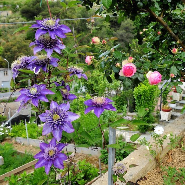 Le Rose Villa San Biagio della Cima Eksteriør billede