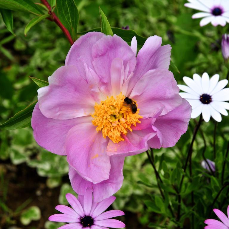 Le Rose Villa San Biagio della Cima Eksteriør billede