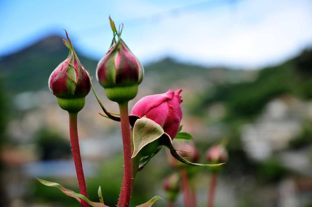 Le Rose Villa San Biagio della Cima Eksteriør billede