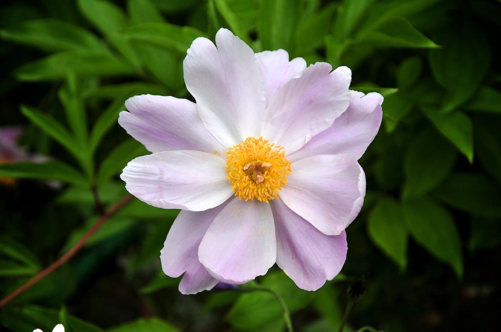 Le Rose Villa San Biagio della Cima Eksteriør billede