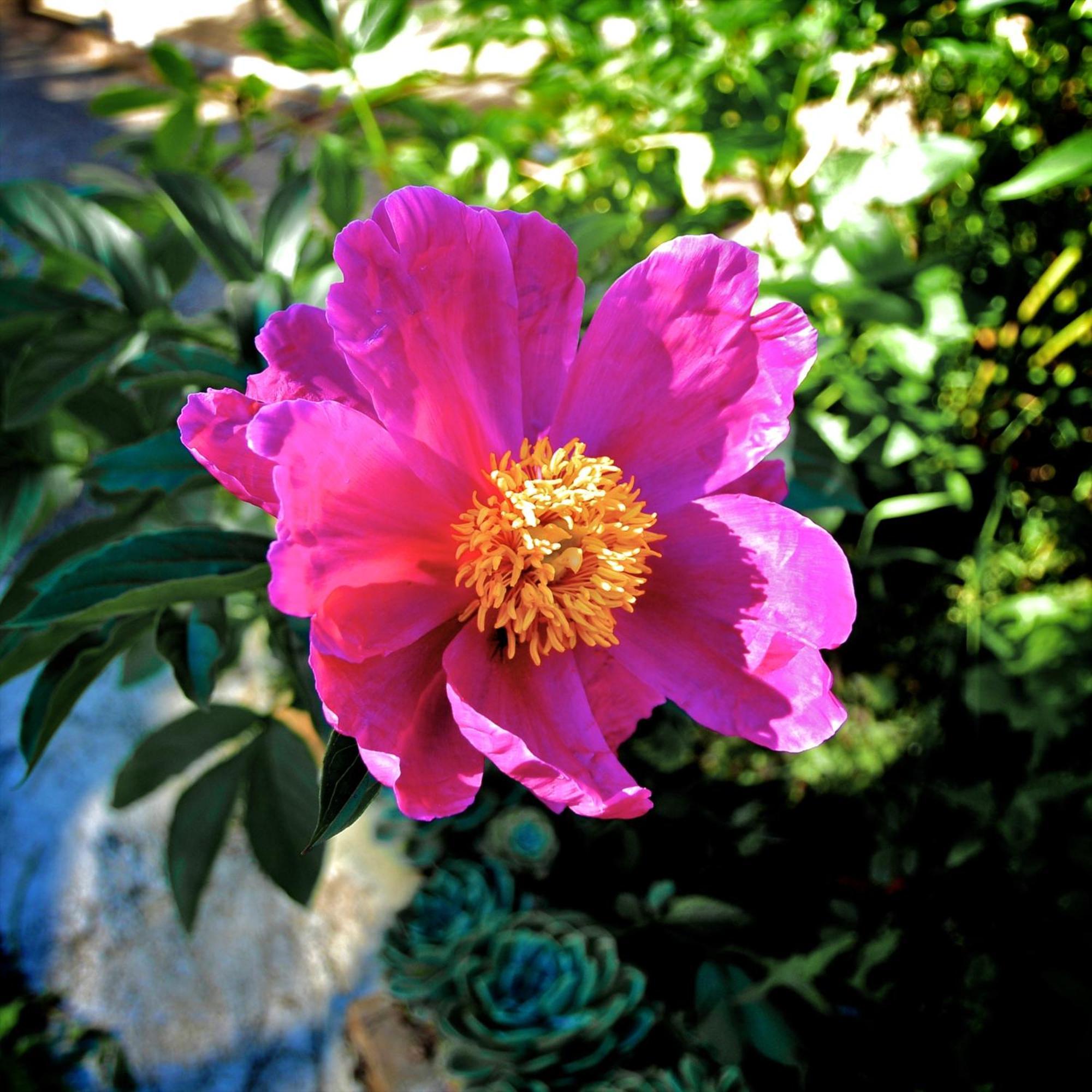 Le Rose Villa San Biagio della Cima Eksteriør billede