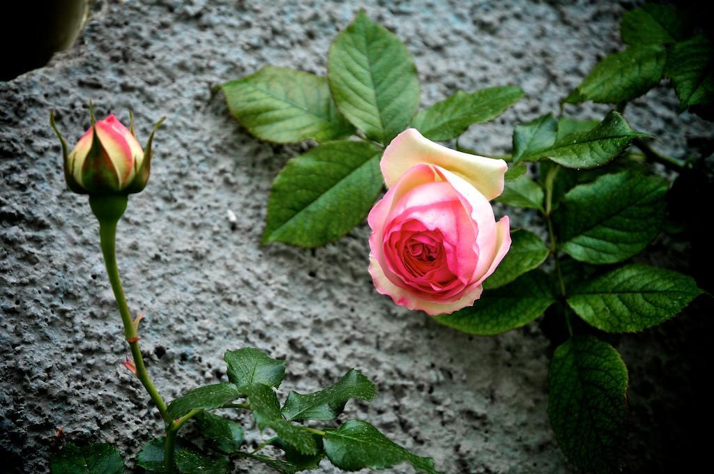 Le Rose Villa San Biagio della Cima Eksteriør billede