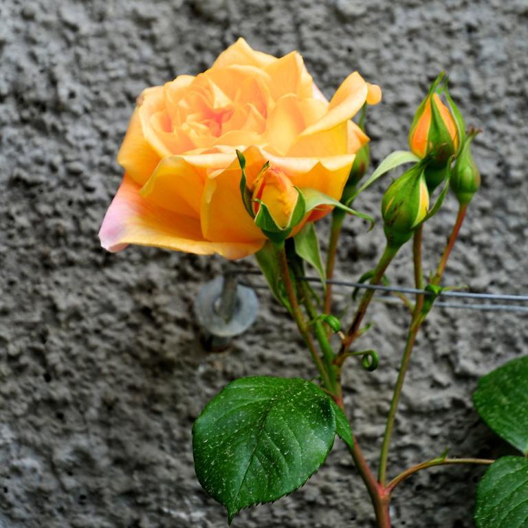 Le Rose Villa San Biagio della Cima Eksteriør billede