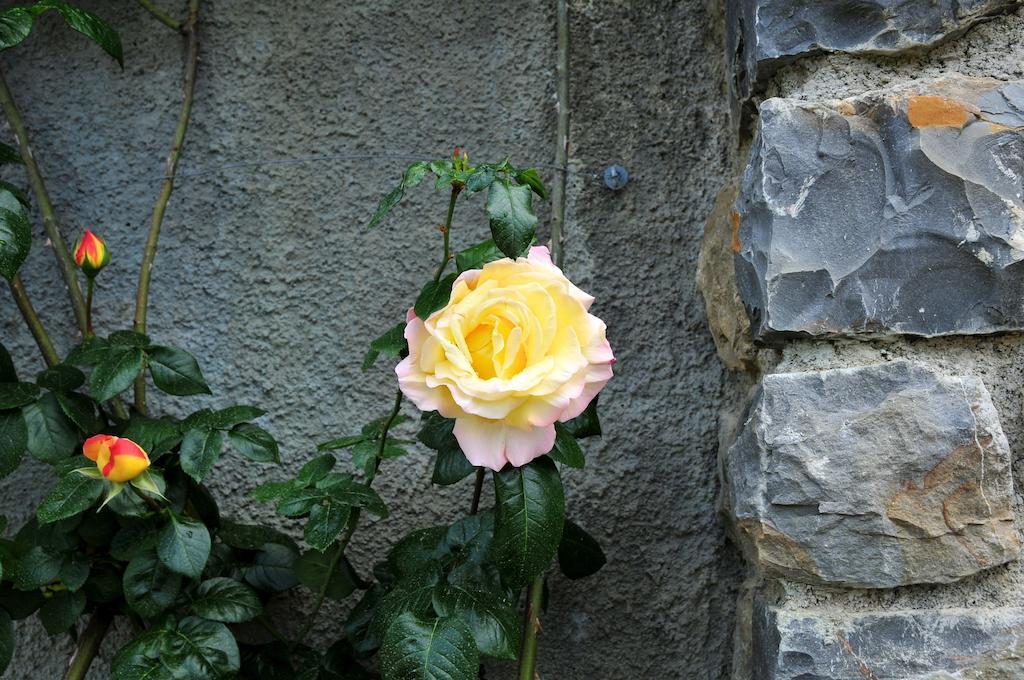 Le Rose Villa San Biagio della Cima Eksteriør billede
