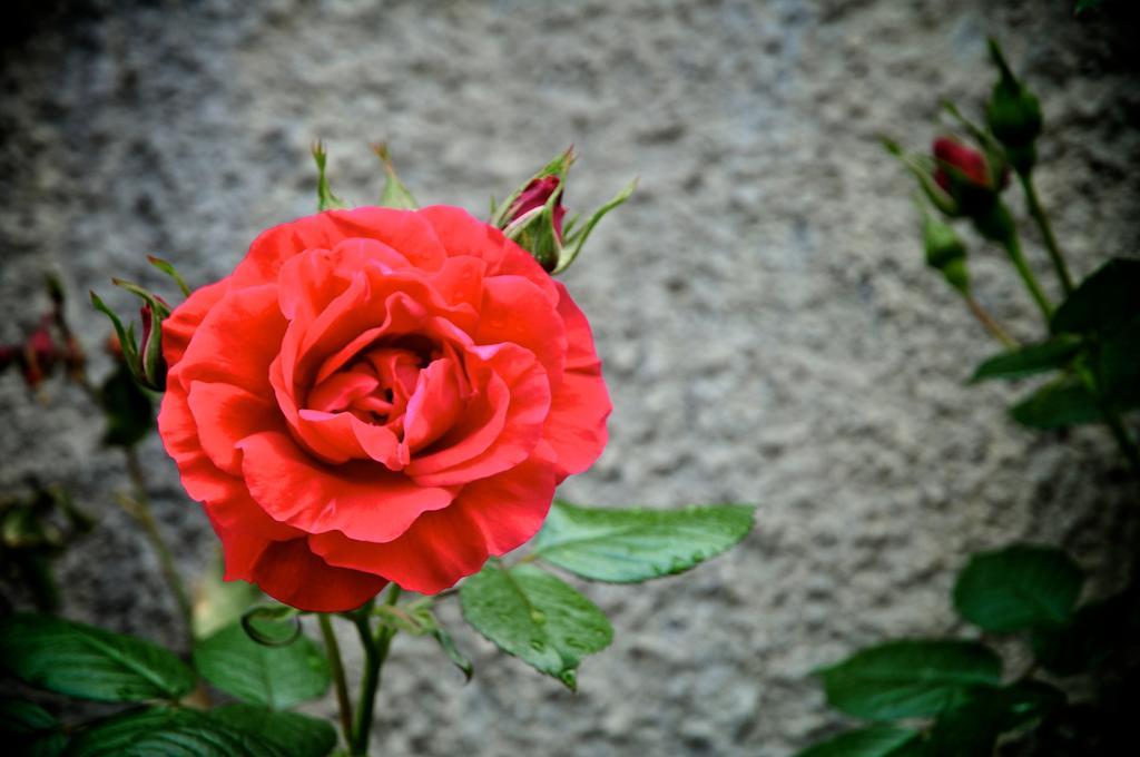 Le Rose Villa San Biagio della Cima Eksteriør billede