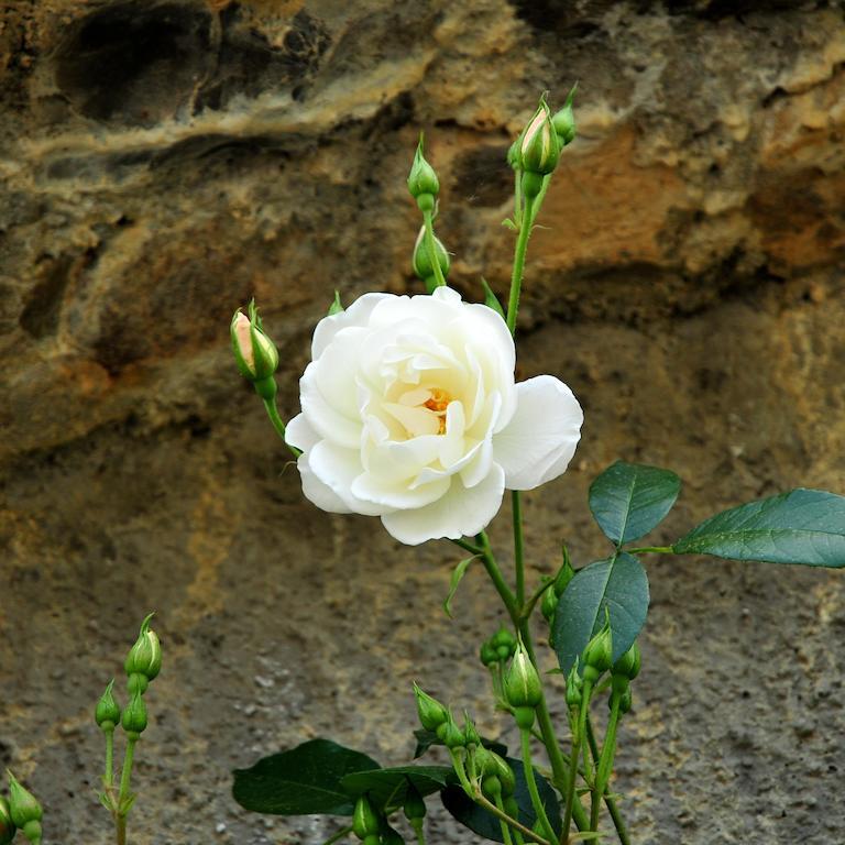 Le Rose Villa San Biagio della Cima Eksteriør billede
