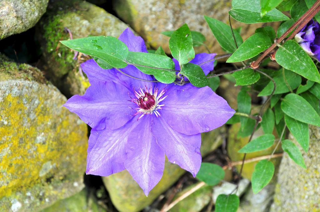 Le Rose Villa San Biagio della Cima Eksteriør billede