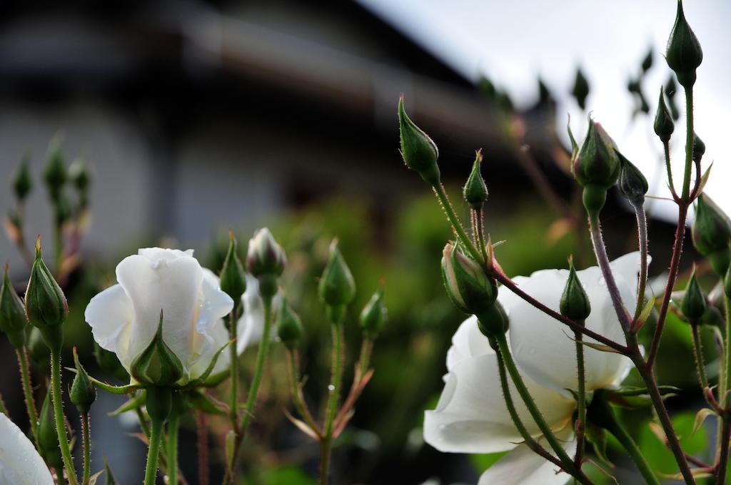 Le Rose Villa San Biagio della Cima Eksteriør billede