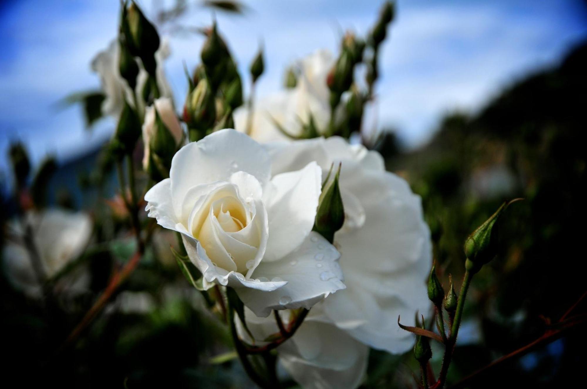 Le Rose Villa San Biagio della Cima Eksteriør billede