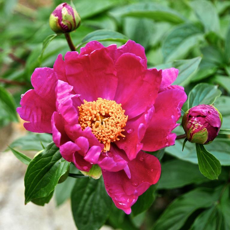 Le Rose Villa San Biagio della Cima Eksteriør billede